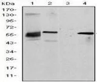 Western blot - Anti-BCRP/ABCG2 antibody [1H2] (AB130244)
