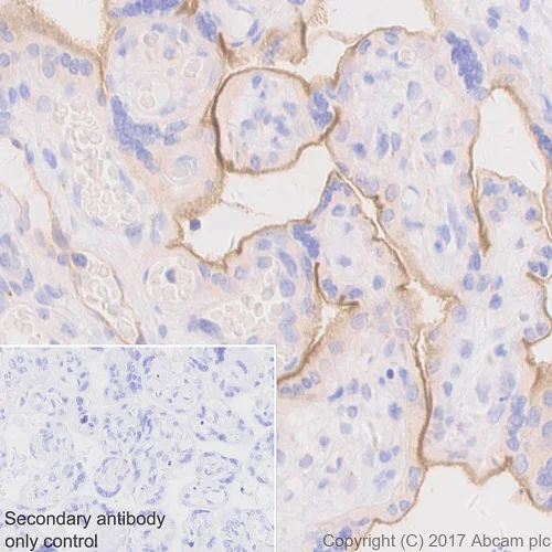 Immunohistochemistry (Formalin/PFA-fixed paraffin-embedded sections) - Anti-BCRP/ABCG2 antibody [EPR20080] (AB207732)