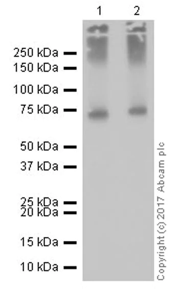 Western blot - Anti-BCRP/ABCG2 antibody [EPR20080] (AB207732)