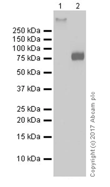 Western blot - Anti-BCRP/ABCG2 antibody [EPR20080] (AB207732)