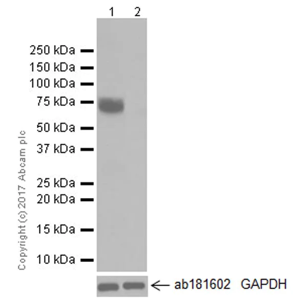 Western blot - Anti-BCRP/ABCG2 antibody [EPR20080] (AB207732)