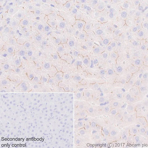 Immunohistochemistry (Formalin/PFA-fixed paraffin-embedded sections) - Anti-BCRP/ABCG2 antibody [EPR20080] - BSA and Azide free (AB232517)