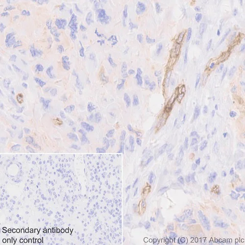 Immunohistochemistry (Formalin/PFA-fixed paraffin-embedded sections) - Anti-BCRP/ABCG2 antibody [EPR20080] - BSA and Azide free (AB232517)