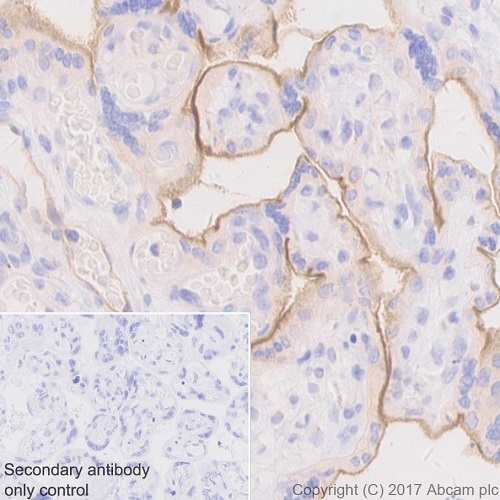 Immunohistochemistry (Formalin/PFA-fixed paraffin-embedded sections) - Anti-BCRP/ABCG2 antibody [EPR20080] - BSA and Azide free (AB232517)