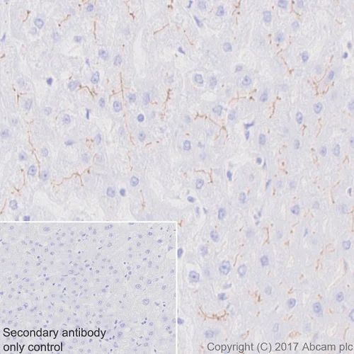 Immunohistochemistry (Formalin/PFA-fixed paraffin-embedded sections) - Anti-BCRP/ABCG2 antibody [EPR20080] - BSA and Azide free (AB232517)