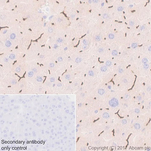 Immunohistochemistry (Formalin/PFA-fixed paraffin-embedded sections) - Anti-BCRP/ABCG2 antibody [EPR20080] - BSA and Azide free (AB232517)
