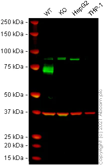 Western blot - Anti-BCRP/ABCG2 antibody [EPR20080] - BSA and Azide free (AB232517)