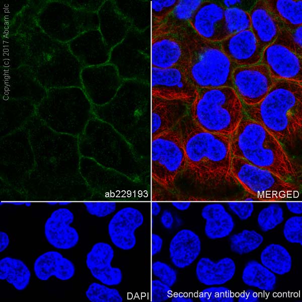 Immunocytochemistry/ Immunofluorescence - Anti-BCRP/ABCG2 antibody [EPR21122] (AB229193)