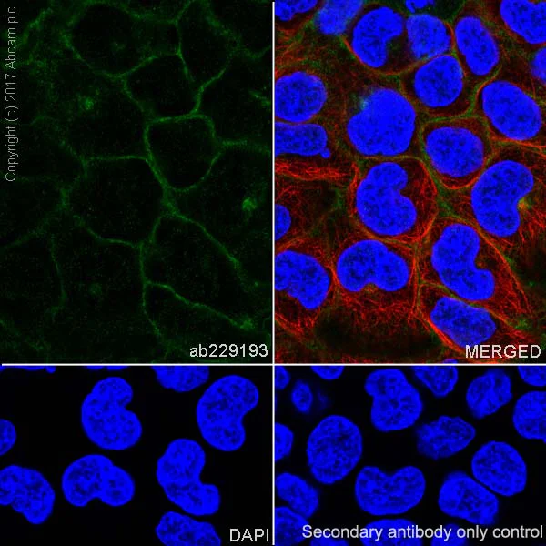 Immunocytochemistry/ Immunofluorescence - Anti-BCRP/ABCG2 antibody [EPR21122] (AB229193)