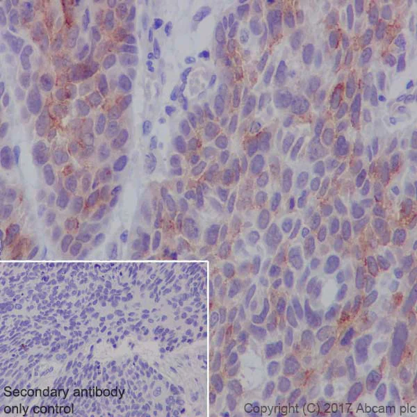 Immunohistochemistry (Formalin/PFA-fixed paraffin-embedded sections) - Anti-BCRP/ABCG2 antibody [EPR21122] - BSA and Azide free (AB230160)