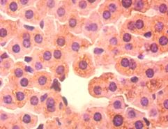 Immunohistochemistry (Formalin/PFA-fixed paraffin-embedded sections) - Anti-BDH1 antibody (AB193156), expandable thumbnail