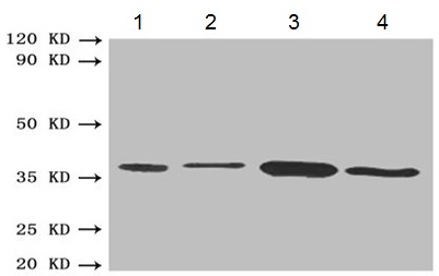 Western blot - Anti-BDH1 antibody (AB193156), expandable thumbnail