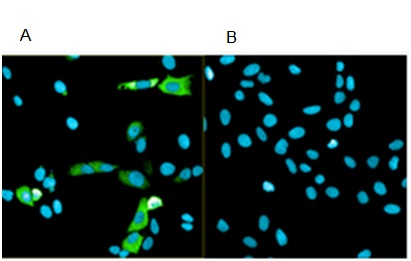 Immunocytochemistry/ Immunofluorescence - Anti-BDNF antibody [3B2] (AB205067)