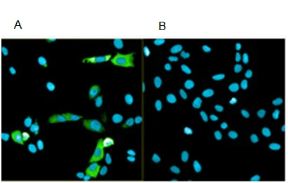 Immunocytochemistry/ Immunofluorescence - Anti-BDNF antibody [3B2] (AB205067)