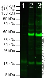 Western blot - Anti-BDNF antibody [3B2] (AB205067)