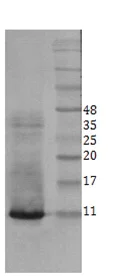 Western blot - Anti-BDNF antibody [3B2] (AB205067)