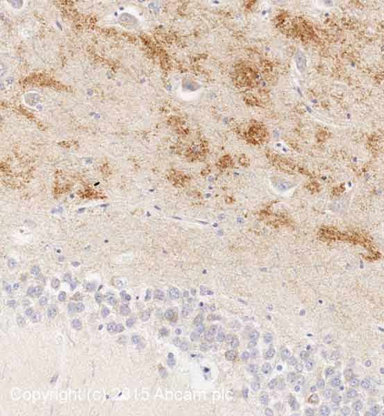 Immunohistochemistry (Formalin/PFA-fixed paraffin-embedded sections) - Anti-BDNF antibody [3C11] (AB203573)