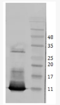 Western blot - Anti-BDNF antibody [3C11] (AB203573)