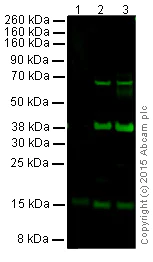 Western blot - Anti-BDNF antibody [3C11] (AB203573)