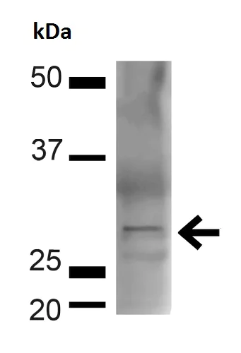 Western blot - Anti-BDNF antibody (AB223354)