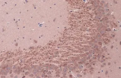 Immunohistochemistry (Formalin/PFA-fixed paraffin-embedded sections) - Anti-BDNF antibody (AB226843)