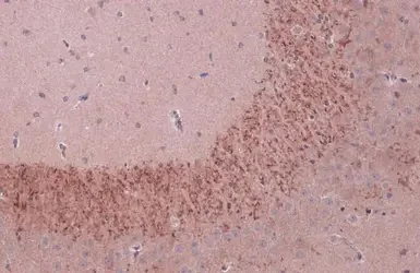 Immunohistochemistry (Formalin/PFA-fixed paraffin-embedded sections) - Anti-BDNF antibody (AB226843)