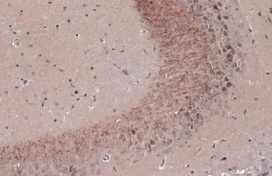 Immunohistochemistry (Formalin/PFA-fixed paraffin-embedded sections) - Anti-BDNF antibody (AB226843)