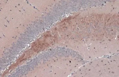 Immunohistochemistry (Formalin/PFA-fixed paraffin-embedded sections) - Anti-BDNF antibody (AB226843)