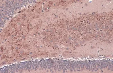 Immunohistochemistry (Formalin/PFA-fixed paraffin-embedded sections) - Anti-BDNF antibody (AB226843)