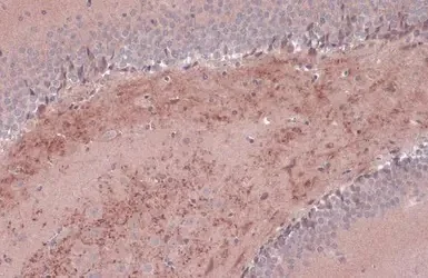 Immunohistochemistry (Formalin/PFA-fixed paraffin-embedded sections) - Anti-BDNF antibody (AB226843)