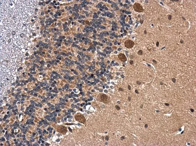 Immunohistochemistry (Formalin/PFA-fixed paraffin-embedded sections) - Anti-BDNF antibody (AB226843)