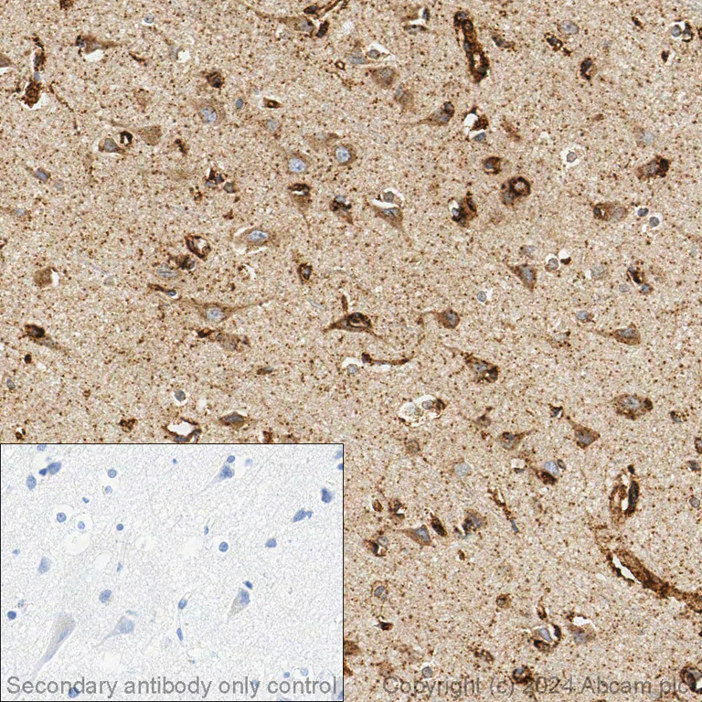 Immunohistochemistry (Formalin/PFA-fixed paraffin-embedded sections) - Anti-BDNF antibody [EPR1292] (AB108319)