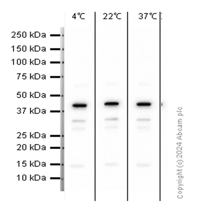 Western blot - Anti-BDNF antibody [EPR1292] (AB108319)