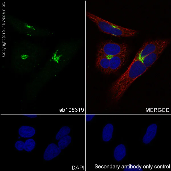 Immunocytochemistry/ Immunofluorescence - Anti-BDNF antibody [EPR1292] - BSA and Azide free (AB271873)