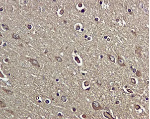 Immunohistochemistry (Formalin/PFA-fixed paraffin-embedded sections) - Anti-BDNF antibody [EPR1292] - BSA and Azide free (AB271873)
