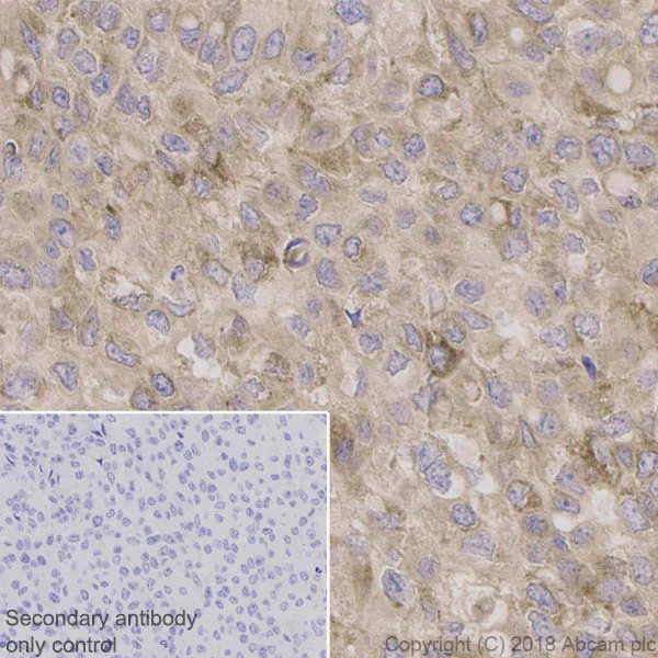 Immunohistochemistry (Formalin/PFA-fixed paraffin-embedded sections) - Anti-BDNF antibody [EPR1292] - BSA and Azide free (AB271873)