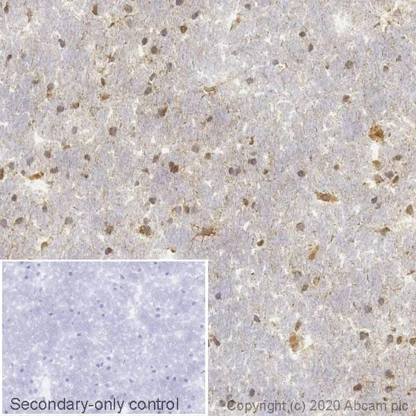 Immunohistochemistry (Formalin/PFA-fixed paraffin-embedded sections) - Anti-BDNF antibody [EPR1292] - BSA and Azide free (AB271873)