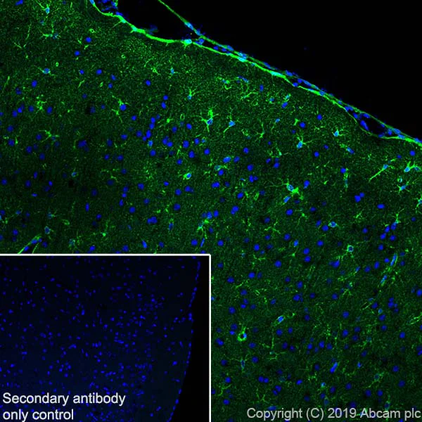 Immunohistochemistry (Frozen sections) - Anti-BDNF antibody [EPR1292] - BSA and Azide free (AB271873)