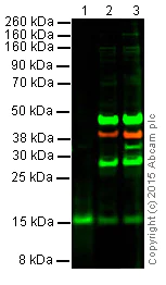 Western blot - Anti-BDNF antibody [EPR1292] - BSA and Azide free (AB271873)