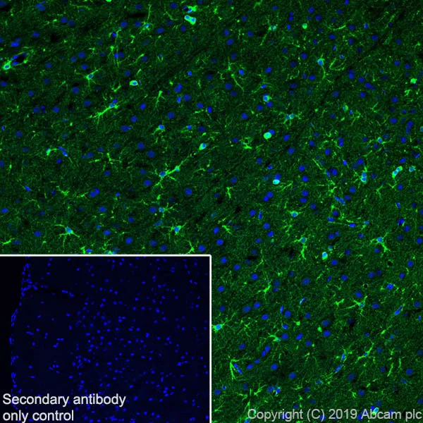 Immunohistochemistry (Frozen sections) - Anti-BDNF antibody [EPR1292] - Low endotoxin, Azide free (AB216443)