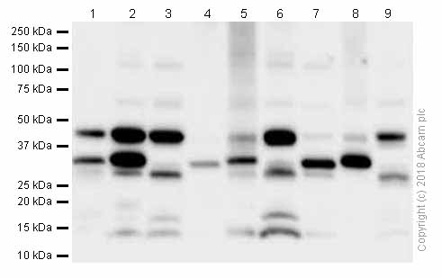 Western blot - Anti-BDNF antibody [EPR1292] - Low endotoxin, Azide free (AB216443), expandable thumbnail