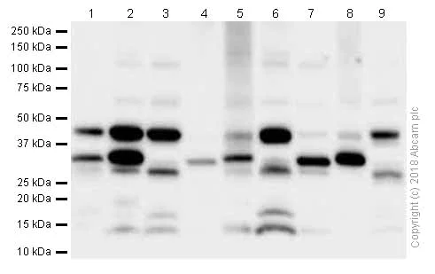 Western blot - Anti-BDNF antibody [EPR1292] - Low endotoxin, Azide free (AB216443)