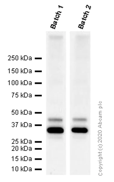 Western blot - Anti-BDNF antibody [EPR1292] - Low endotoxin, Azide free (AB216443)