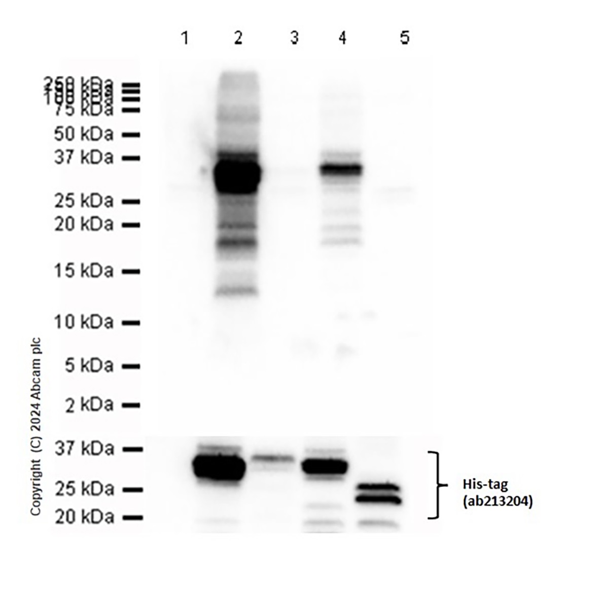 Western blot - Anti-BDNF antibody [EPR1292] - Low endotoxin, Azide free (ab216443), expandable thumbnail