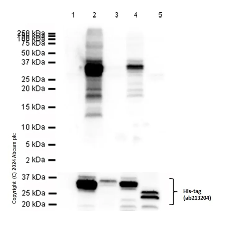Western blot - Anti-BDNF antibody [EPR1292] - Low endotoxin, Azide free (AB216443)