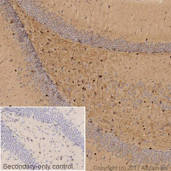 Immunohistochemistry (Formalin/PFA-fixed paraffin-embedded sections) - Anti-BDNF antibody [EPR21211] (AB213323)
