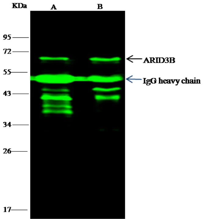 Immunoprecipitation - Anti-BDP / ARID3B antibody [008] - BSA and Azide free (AB276048)