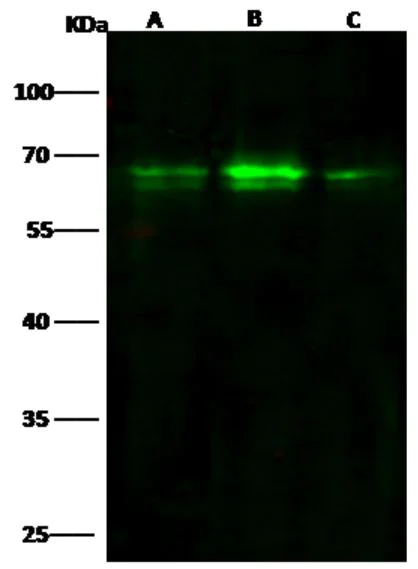 Western blot - Anti-BDP / ARID3B antibody [008] - BSA and Azide free (AB276048)
