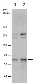 Western blot - Anti-BDP / ARID3B antibody (AB227870)