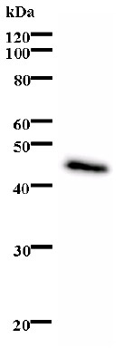 Western blot - Anti-BDP1 antibody [2073D1a] (AB74415)